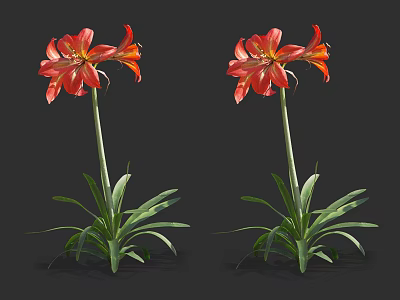 Vibrant Red Flowers With Green Leaves And Long Stems On Black Background 3d model