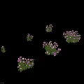 Pink Peonies With Lush Green Leaves In Different Vibrant Bloom Clusters