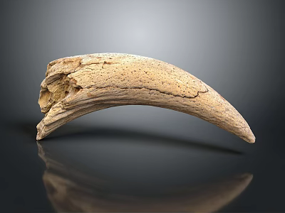 Decorative Ornament Set with Natural Texture Neutral Color and Smooth Surface 3d model