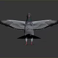 Gray Pigeon With Green And Purple Neck Standing On Dark Background With Red Feet