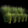 Green Grass Like Plants Decorative Ornaments Set Arranged On Black Background