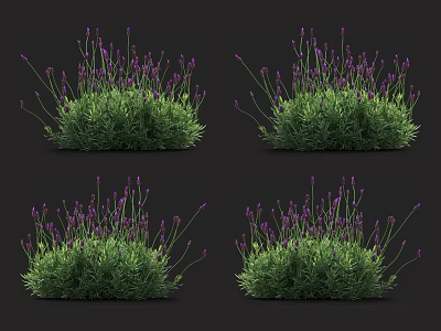 Vibrant Lavender Bushes With Purple Flowers And Lush Green Leaves Growing Naturally 3d model
