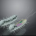 Detailed 3D Illustration of Bacteria Internal Structures With Hair Like Cilia
