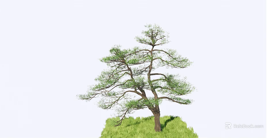 Graceful Pine Tree With Twisted Trunk And Lush Green Foliage On Grass 3d model