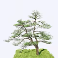 Graceful Pine Tree With Twisted Trunk And Lush Green Foliage On Grass 3d model