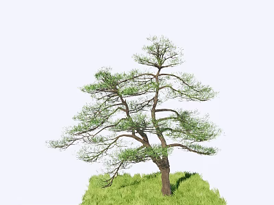 Modern Pine 3d model