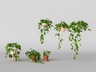 Lush Hanging Plants In Basket Pots With Trailing Vines And Indoor Greenery 3d model