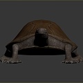 Turtle Turtle Cartoon Turtle Snapping Turtle Chickbill Turtle Reptile Cold Blooded Animal Reptile Reptile Class 3d model