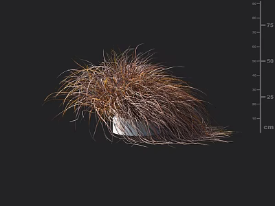 Feathery Brown Yellow Grass Leaves In White Container With Dark Background Height Scale 3d model