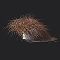 Feathery Brown Yellow Grass Leaves In White Container With Dark Background Height Scale