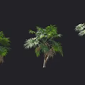 Row of Various Palm Trees with Green and Brown Leaves on Dark Background