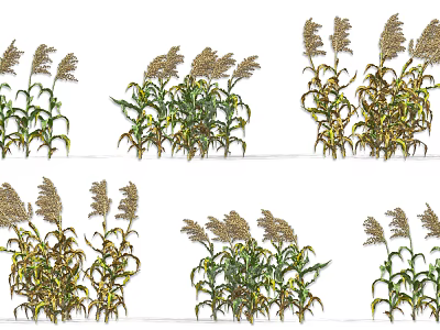 Different Growth Stages of Agricultural Crops With Green and Yellow Leaves and Spike Tops 3d model