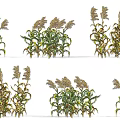 Different Growth Stages of Agricultural Crops With Green and Yellow Leaves and Spike Tops