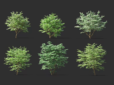 Six Varieties Of Green Leafy Trees With Different Foliage Shapes Isolated On Black 3d model