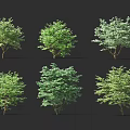 Six Varieties Of Green Leafy Trees With Different Foliage Shapes Isolated On Black