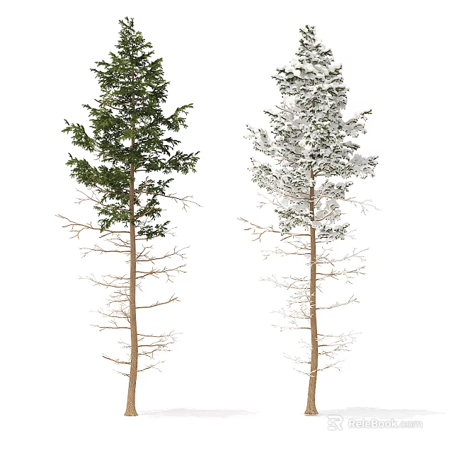 Tall Trees With Green Leaves And Snow Covered Branches Against White Background 3d model 