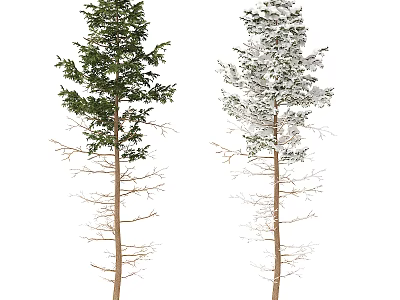 Tall Trees With Green Leaves And Snow Covered Branches Against White Background 3d model