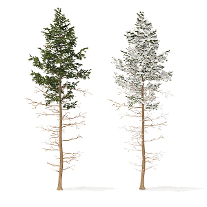 Modern Tree Pine 3d model