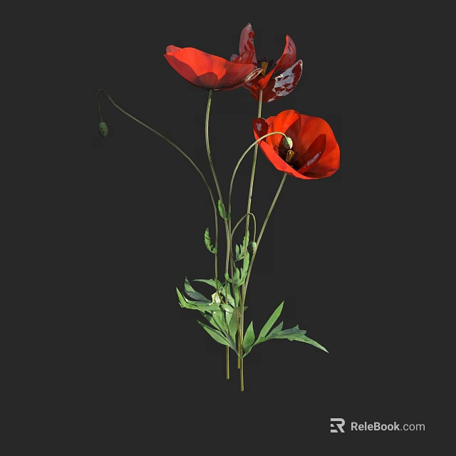 Vibrant Red Poppy Flowers With Green Stems Leaves And Buds 3d model 