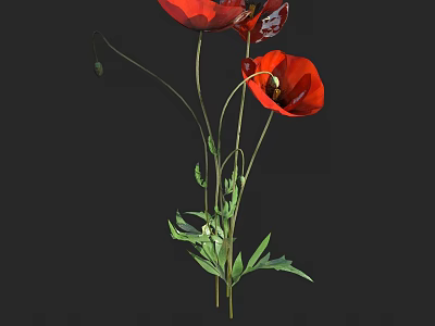 Vibrant Red Poppy Flowers With Green Stems Leaves And Buds 3d model