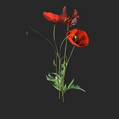Vibrant Red Poppy Flowers With Green Stems Leaves And Buds 3d model