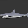 Realistic Gray Great White Shark Model Featuring Sharp Teeth On Black Reflective Background