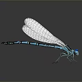 Blue and Black Damselfly With Transparent Wings Perched On Smooth Black Surface With Reflection