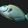 Turquoise Blue Fish With Shiny Scales Distinctive Eye Markings And Sleek Body Shape