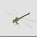 Dragonfly With Transparent Wings Black Yellow Body And Compound Eyes