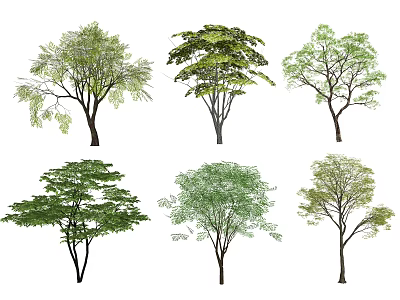 Different Types of Arbor Trees with Various Leaf Shapes and Canopy Structures 3d model