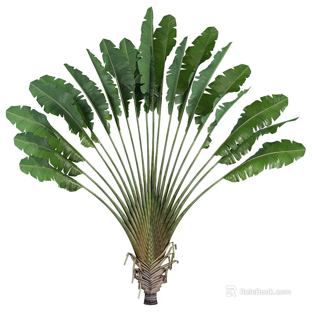 Potted Plant With Large Radiant Green Leaves For Indoor Decoration And Lush Growth 3d model 