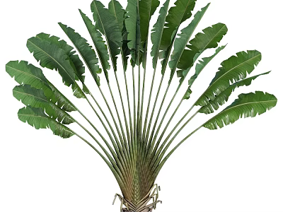 Potted Plant With Large Radiant Green Leaves For Indoor Decoration And Lush Growth 3d model