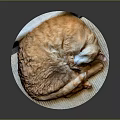 Cute Orange Cat Curled Up Sleeping On Woven Mat Against Dark Background