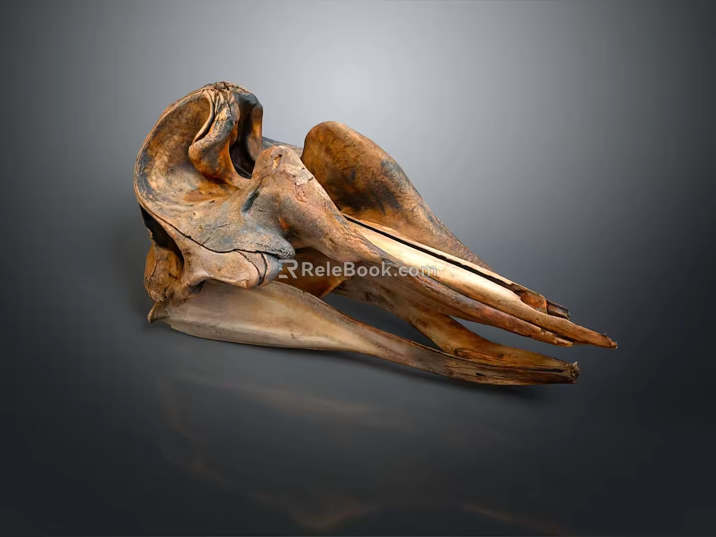 Parrot Skull Hawk Skull Bird Skull Bird Fossil Life Supplies 3d model