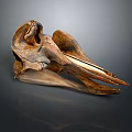 Parrot Skull Hawk Skull Bird Skull Bird Fossil Life Supplies 3d model