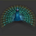 Peacock Spreading Vibrant Blue And Green Feathers With Eye Like Patterns
