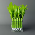 Fresh Green Bamboo Stalks Arranged in Transparent Square Vase with White Pebbles Base