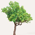 Tall Arbor With Lush Green Leaves And Brown Trunk In Natural Setting