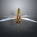 Dragonfly with yellow black body and transparent wings on dark background