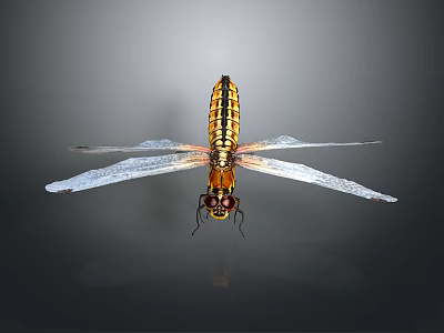 Dragonfly with yellow black body and transparent wings on dark background 3d model
