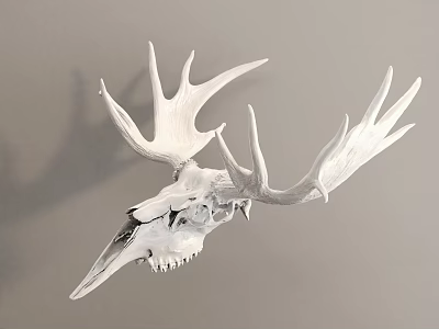 White Moose Skull With Large Antlers Hanging On Gray Wall 3d model
