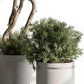 Potted Bonsai Plants With Green Foliage White Planters And Metal Stands Various Sizes