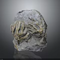 Ancient Prehistoric Marine Animal Fossil Embedded in Detailed Natural Stone Formation