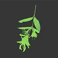 White Flowering Plant with Slender Stem Green Leaves Long Slender Petals on Gray Background Reflection