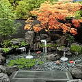 Tranquil Garden Water Fountain With Rockery Waterfall Koi Fish And Orange Maple Tree Surrounded By Greenery