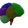 Human Brain 3D Model With Colorful Anatomical Regions And Vascular Textures