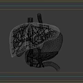 3D Medical Illustration of Abdominal Organs Showing Liver Stomach and Blood Vessels