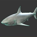 White Shark Swimming In Dark Background With Distinctive Fins And Smooth Skin