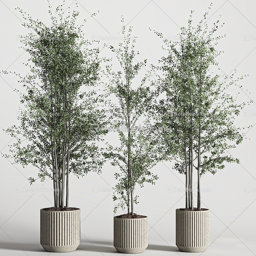 Indoor plants 3d model