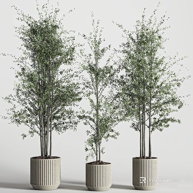 Tall Bonsai Potted Plants with Vertical Striped Pots and Lush Green Foliage 3d model 